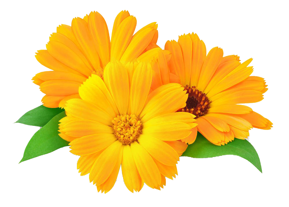 Flower - Our Products