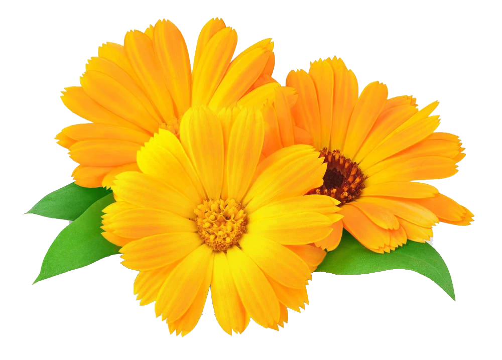 Flowers - Our Products