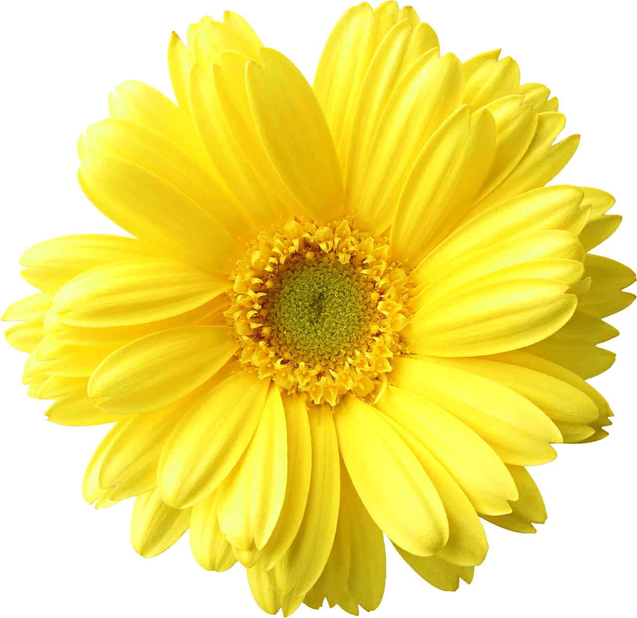 Flower - Our Certificates